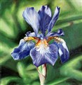 Iris_Olja 2013.jpg